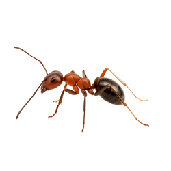Ants