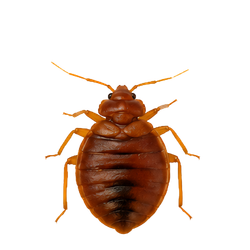 Bed Bugs