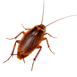 Cockroaches