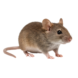 Rodents