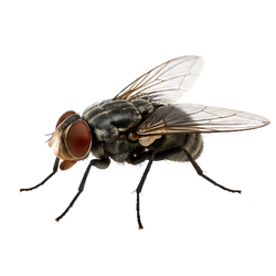 Flies