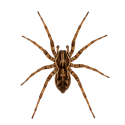 Spiders